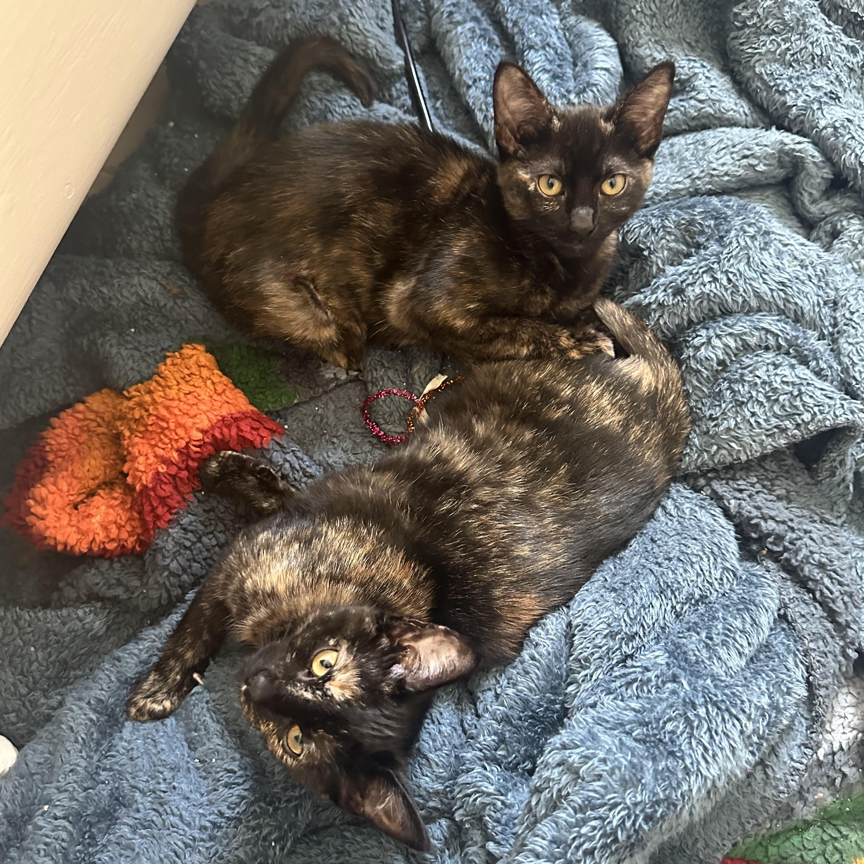 Enlarge Saturn, a Adoptable Tortoiseshell in Oakland, CA image 1/3