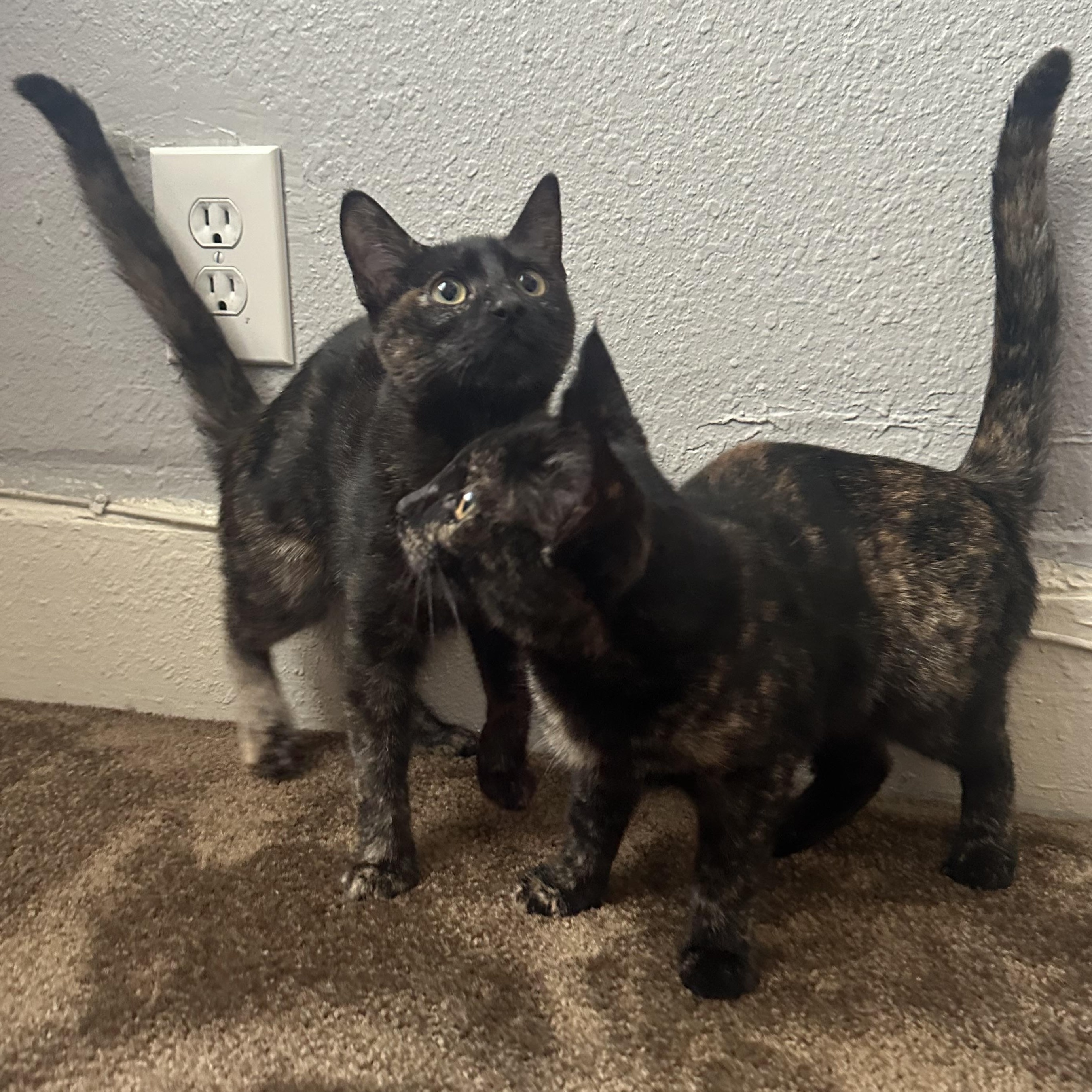 Enlarge Saturn, a Adoptable Tortoiseshell in Oakland, CA image 2/3