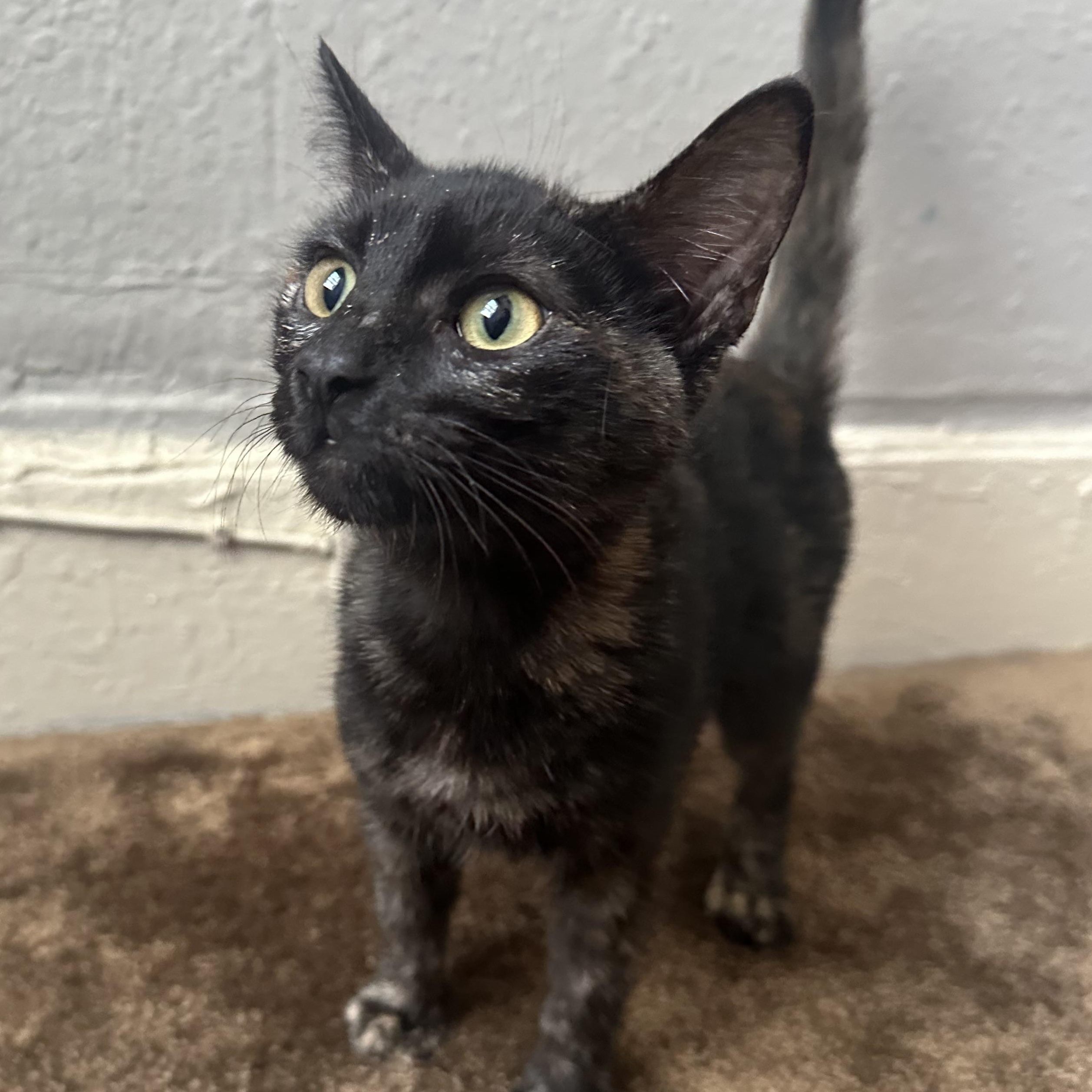 Enlarge Saturn, a Adoptable Tortoiseshell in Oakland, CA image 3/3