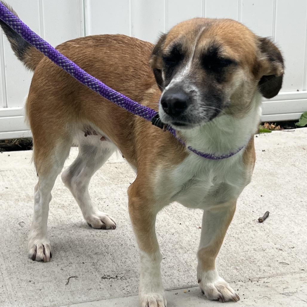 Roink, a Adoptable Terrier in Chicago, IL image 1/6