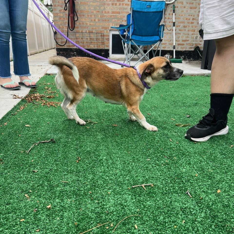 Roink, a Adoptable Terrier in Chicago, IL image 2/6