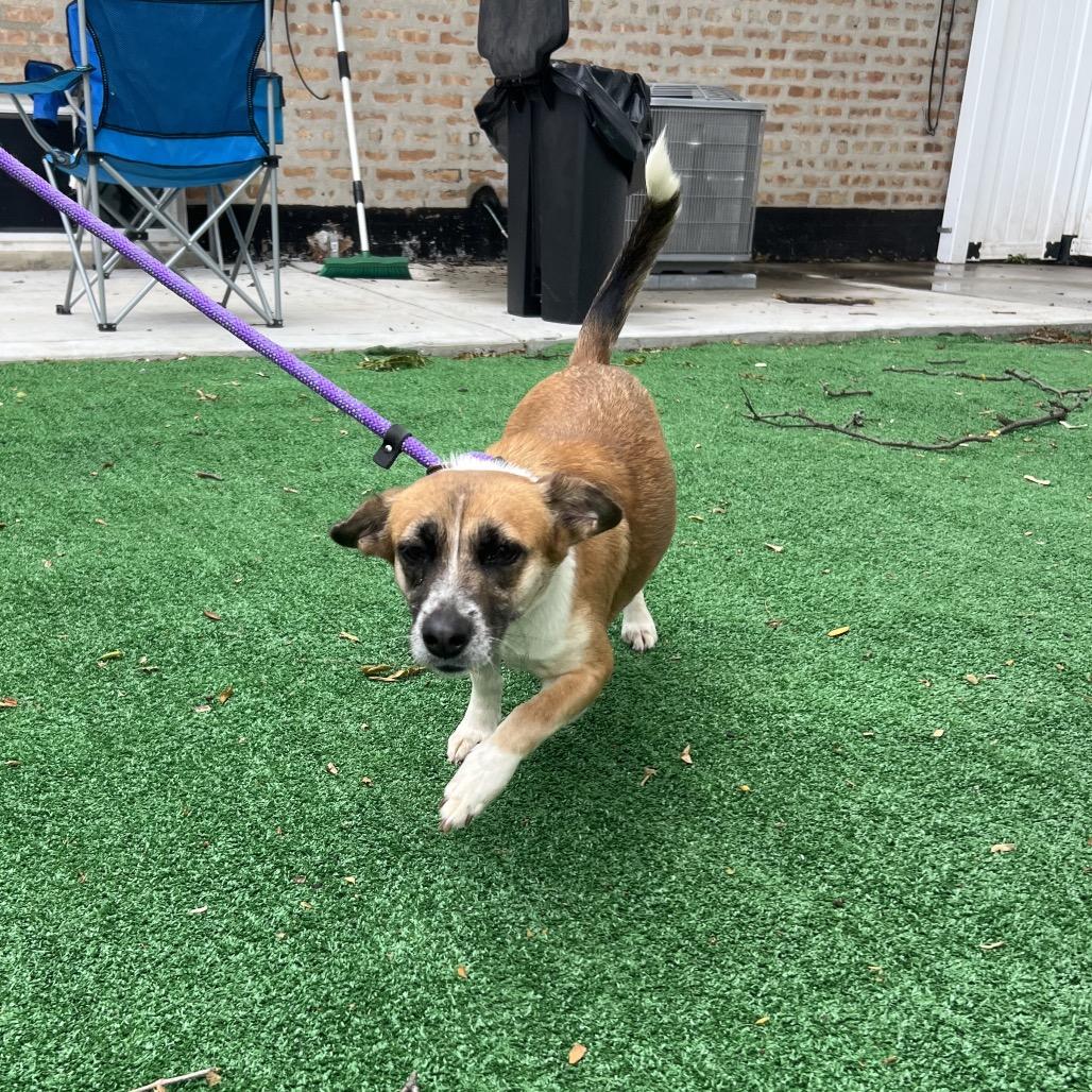 Roink, a Adoptable Terrier in Chicago, IL image 3/6