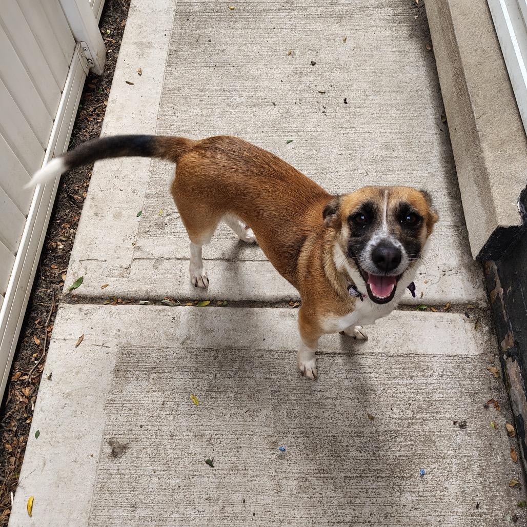 Roink, a Adoptable Terrier in Chicago, IL image 4/6
