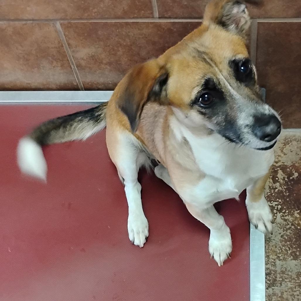 Roink, a Adoptable Terrier in Chicago, IL image 5/6