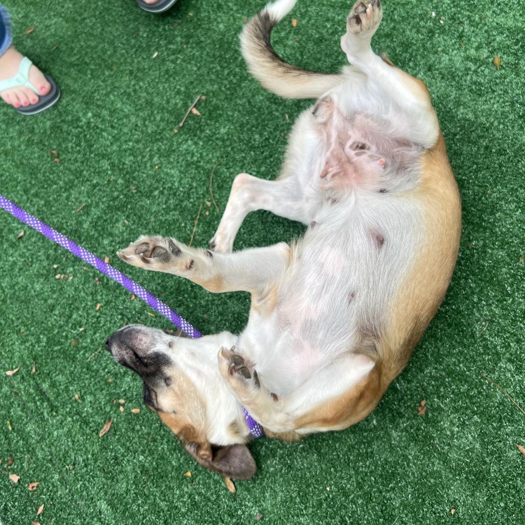 Roink, a Adoptable Terrier in Chicago, IL image 6/6