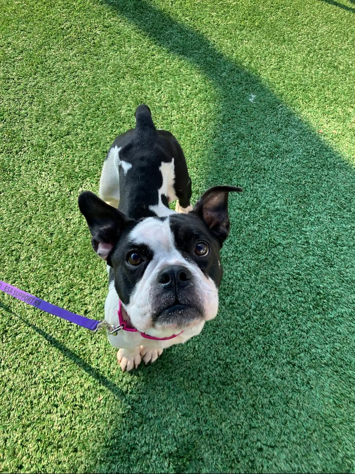 Panda, an adopted mixed breed in Otis, OR image 2/4
