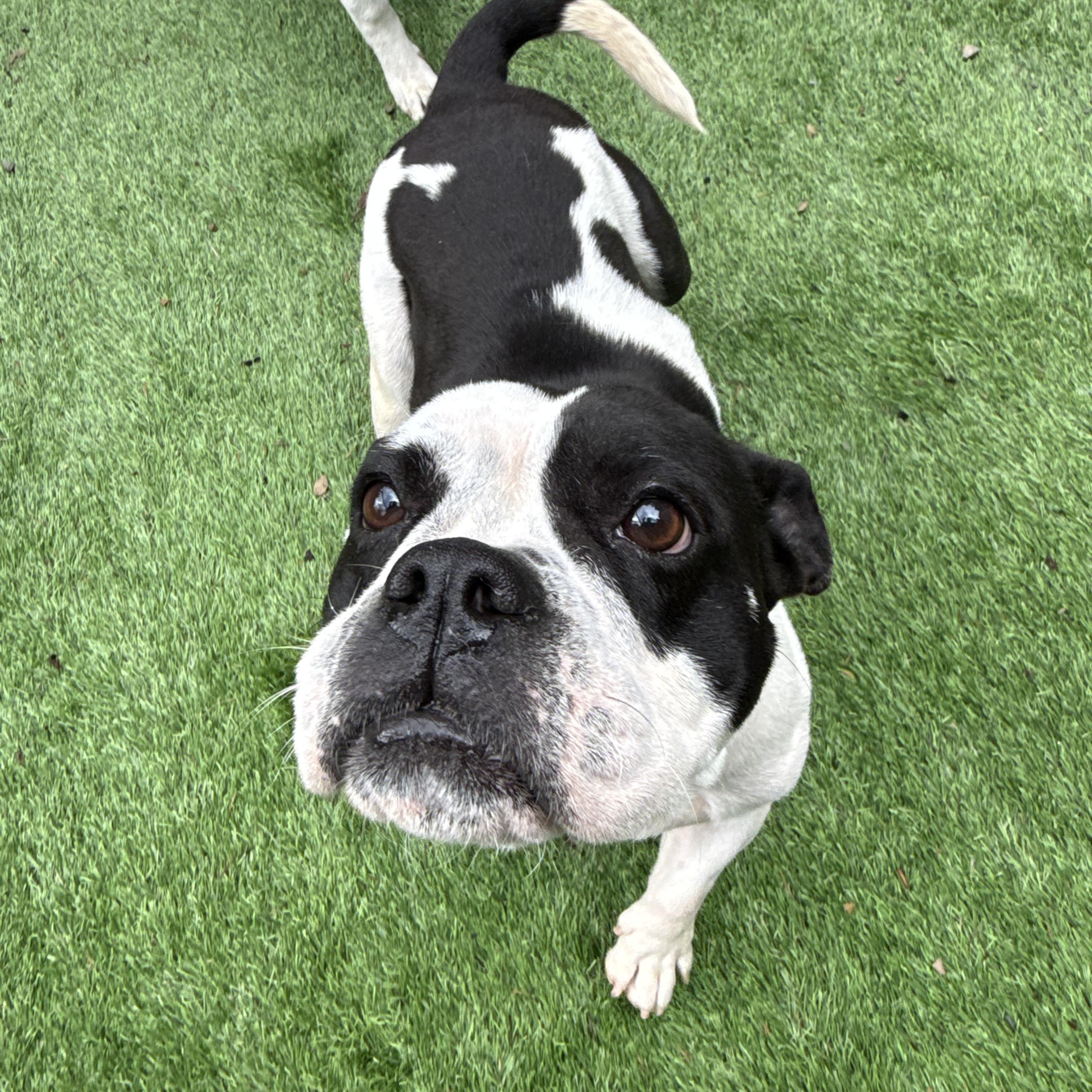 Panda, adopted, Adult Female Bulldog.