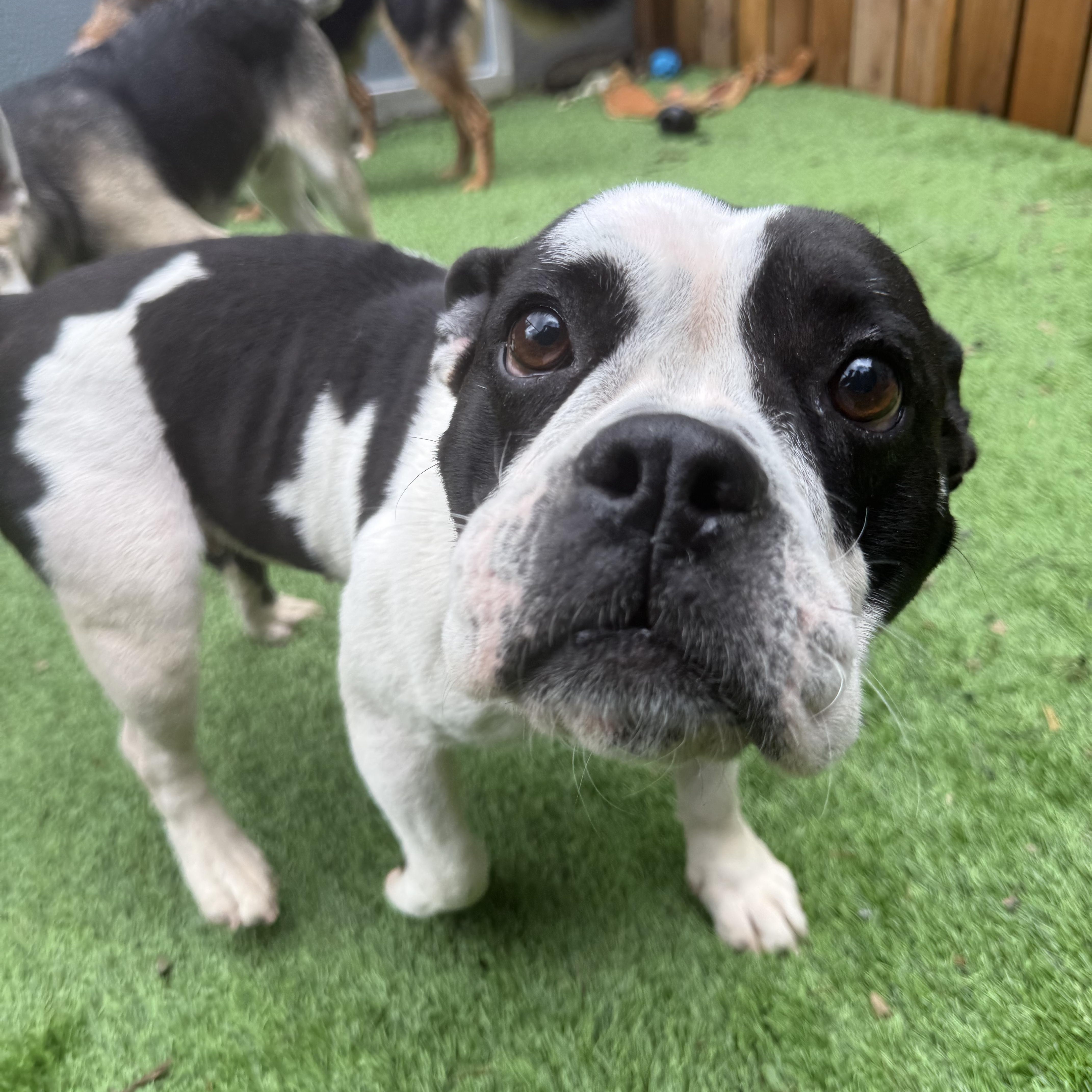Panda, an adopted mixed breed in Otis, OR image 4/4