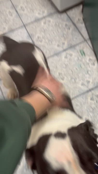 Enlarge Panda, an adopted mixed breed in Otis, OR video 3/4