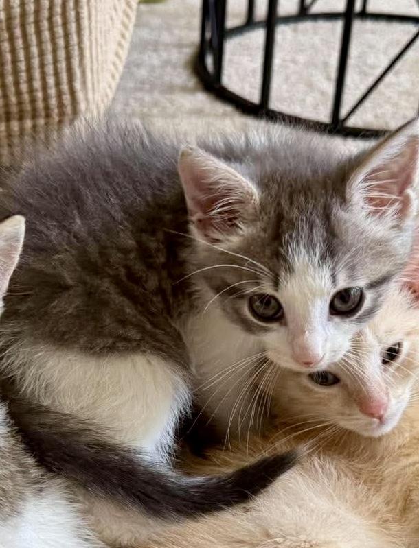 Enlarge Maple, a Adopted Domestic Short Hair in Lexington, KY image 1/1