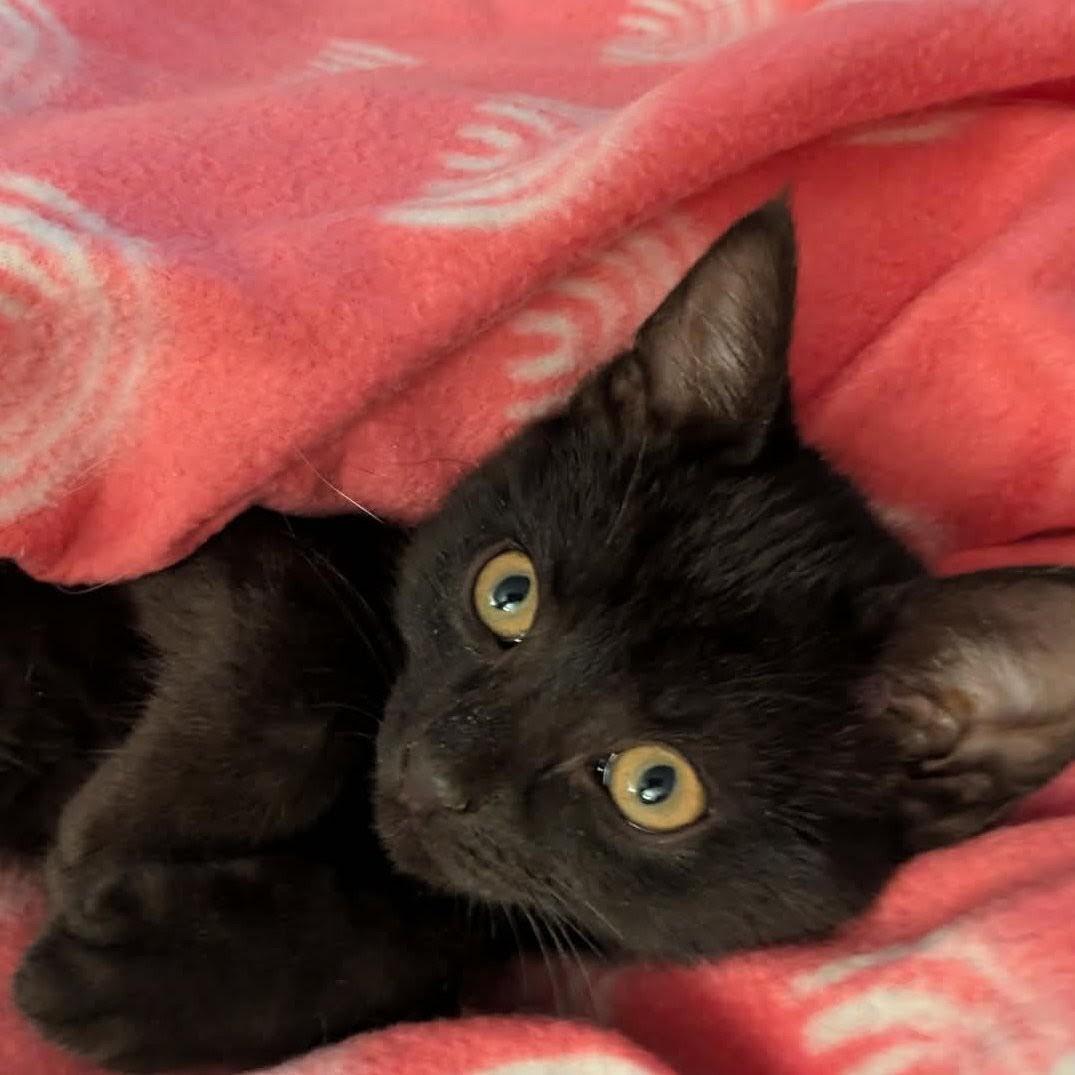 Champurrado, adopted, Kitten Male Domestic Short Hair.