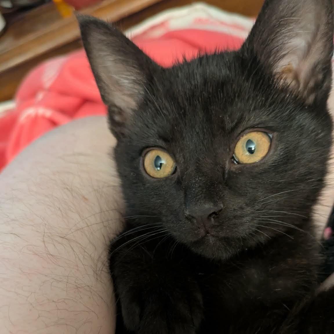 Champurrado, an adopted Domestic Short Hair in Fairborn, OH image 5/6
