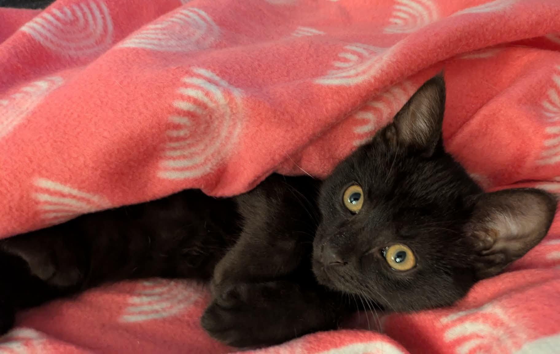 Champurrado, an adopted Domestic Short Hair in Fairborn, OH image 2/6
