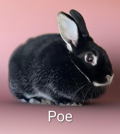 Poe, Adoptable, Adult Female Silver Marten.