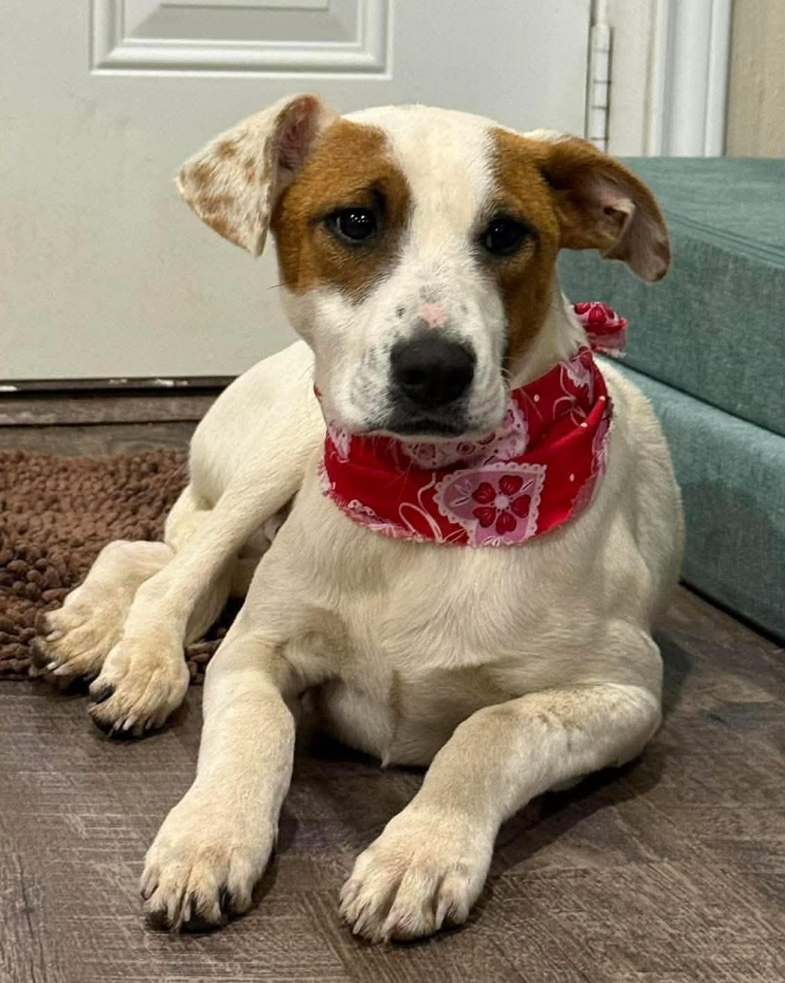 Bandit, Adoptable, Young Male Jack Russell Terrier.