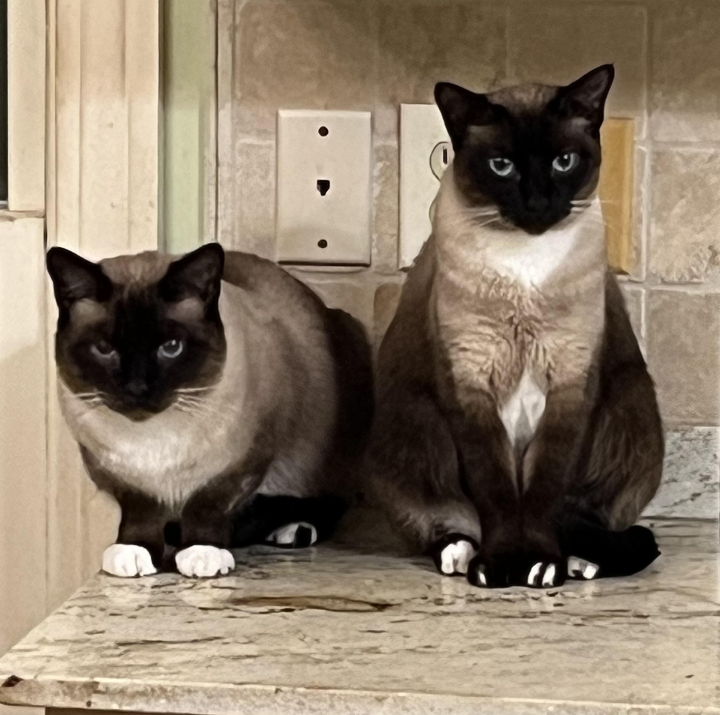Enlarge Sunny (& Zoe), an adoptable mixed breed in Mobile, AL image 1/3