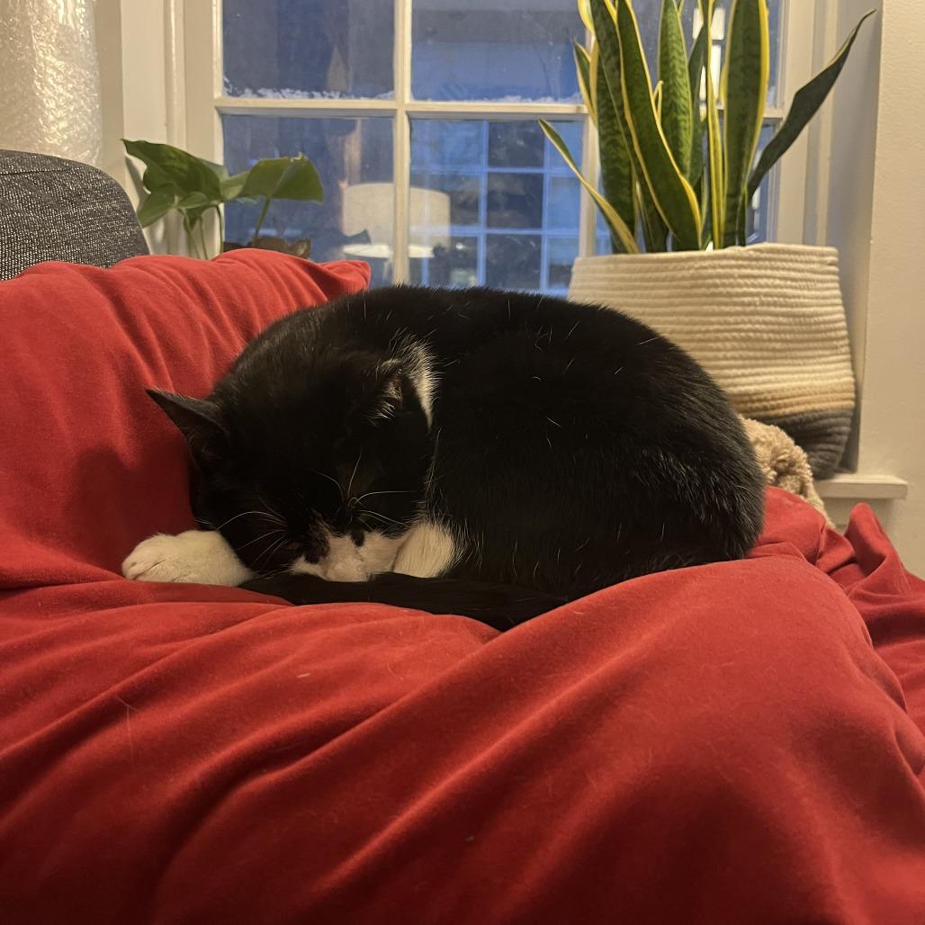 Enlarge Luly (Beauty), a Adoptable Domestic Short Hair in Westhampton, NY image 2/6