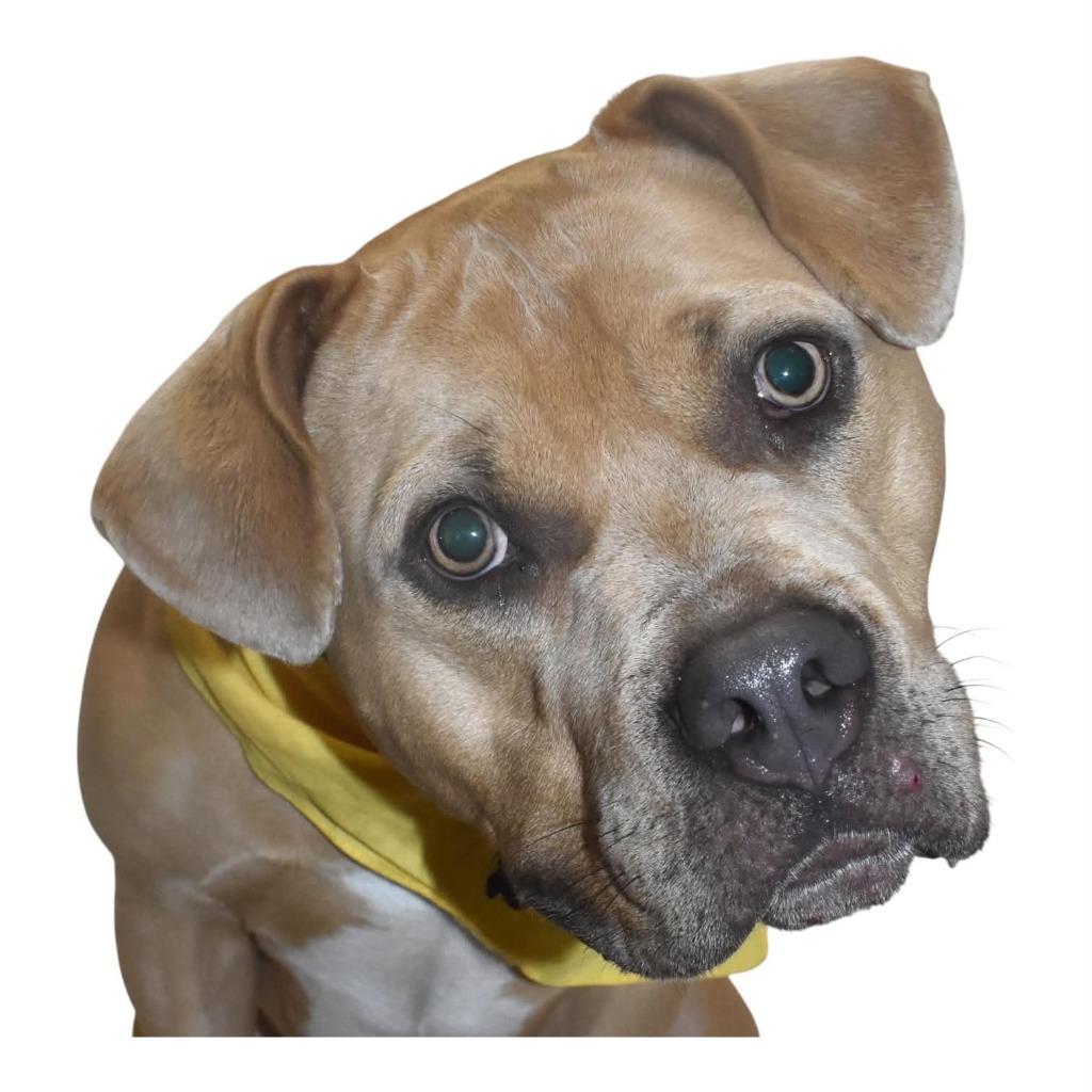 Luca, Adoptable, Young Male Pit Bull Terrier.