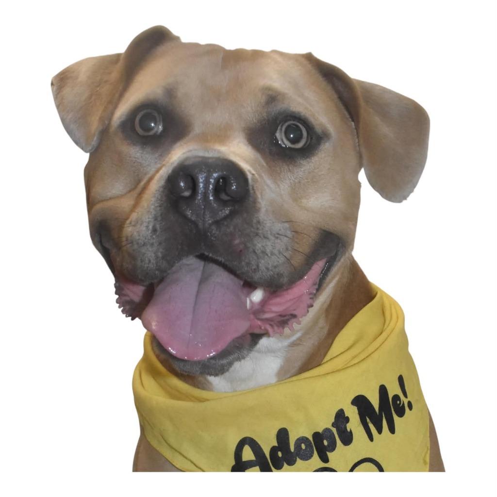 Enlarge Luca, a Adoptable Pit Bull Terrier in Springfield, OH image 2/5
