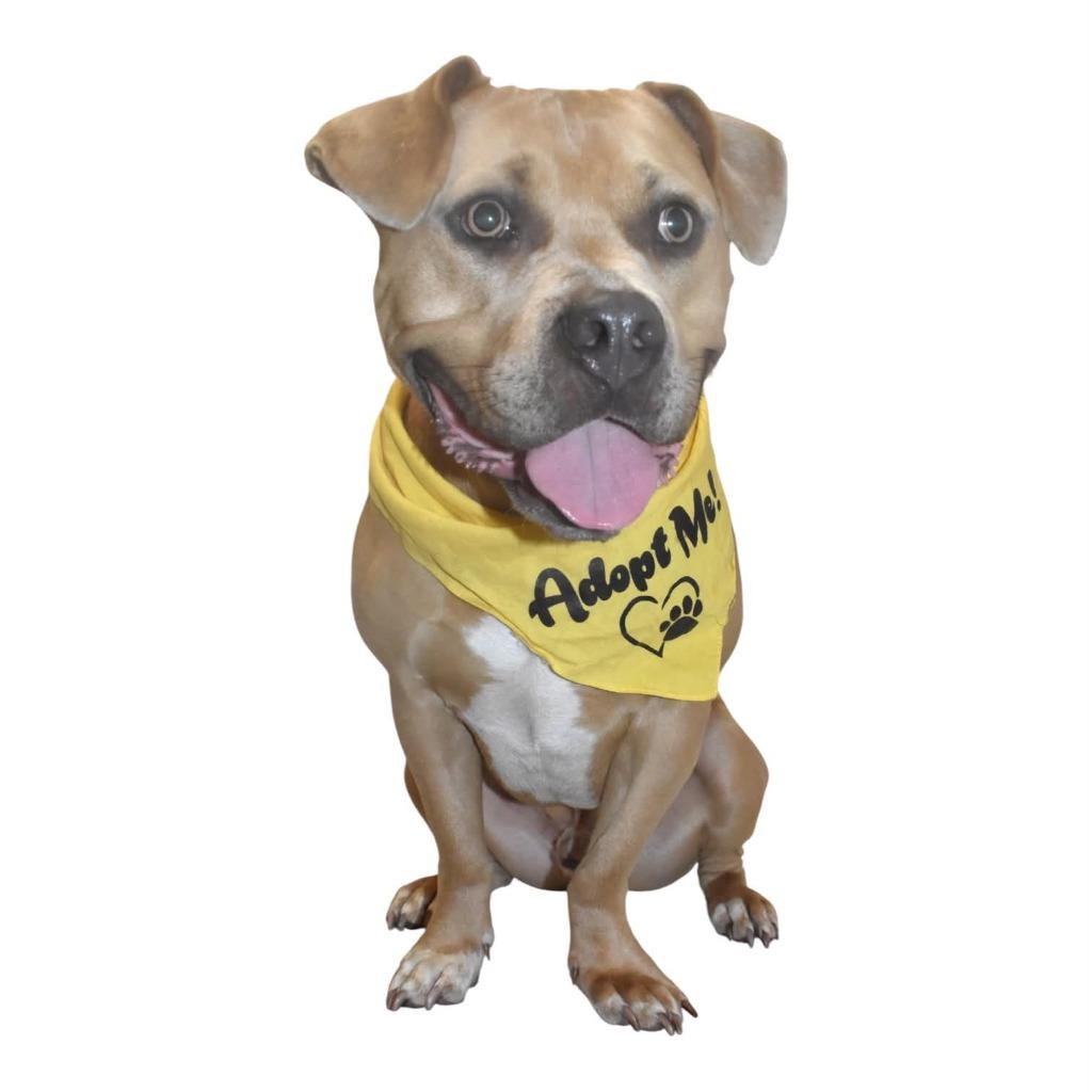 Enlarge Luca, a Adoptable Pit Bull Terrier in Springfield, OH image 3/5