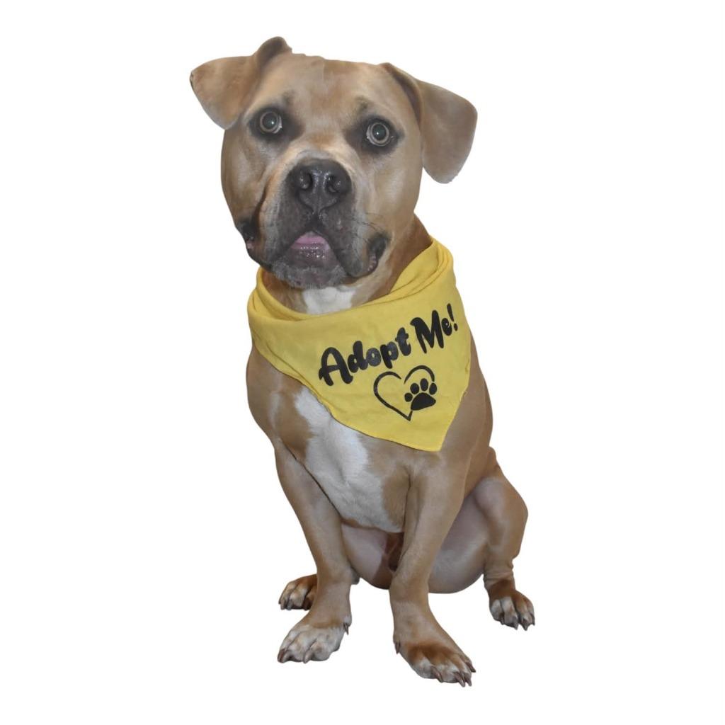 Enlarge Luca, a Adoptable Pit Bull Terrier in Springfield, OH image 5/5