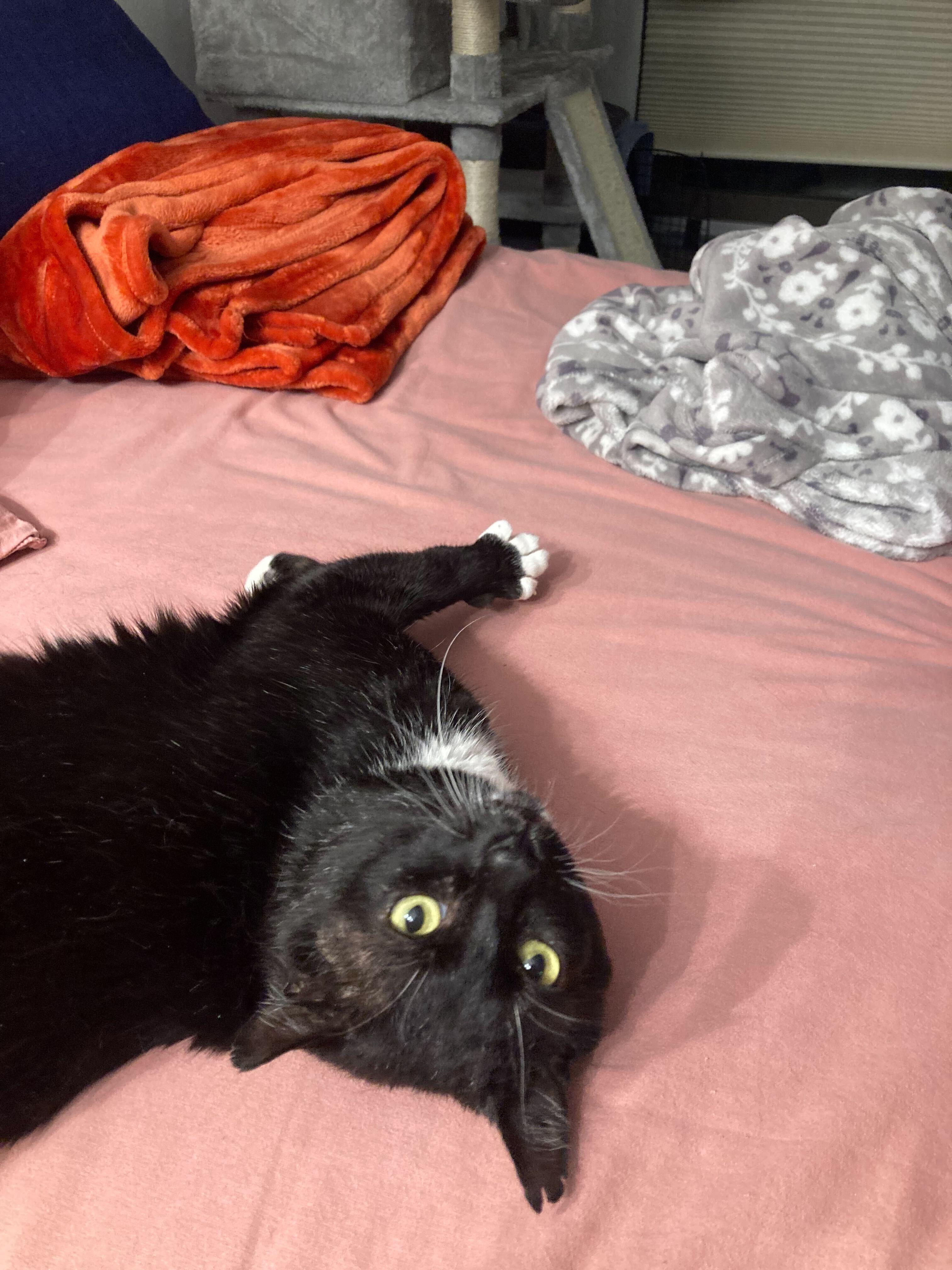 Enlarge Willem, a Adoptable Domestic Short Hair in Waltham, MA image 1/5