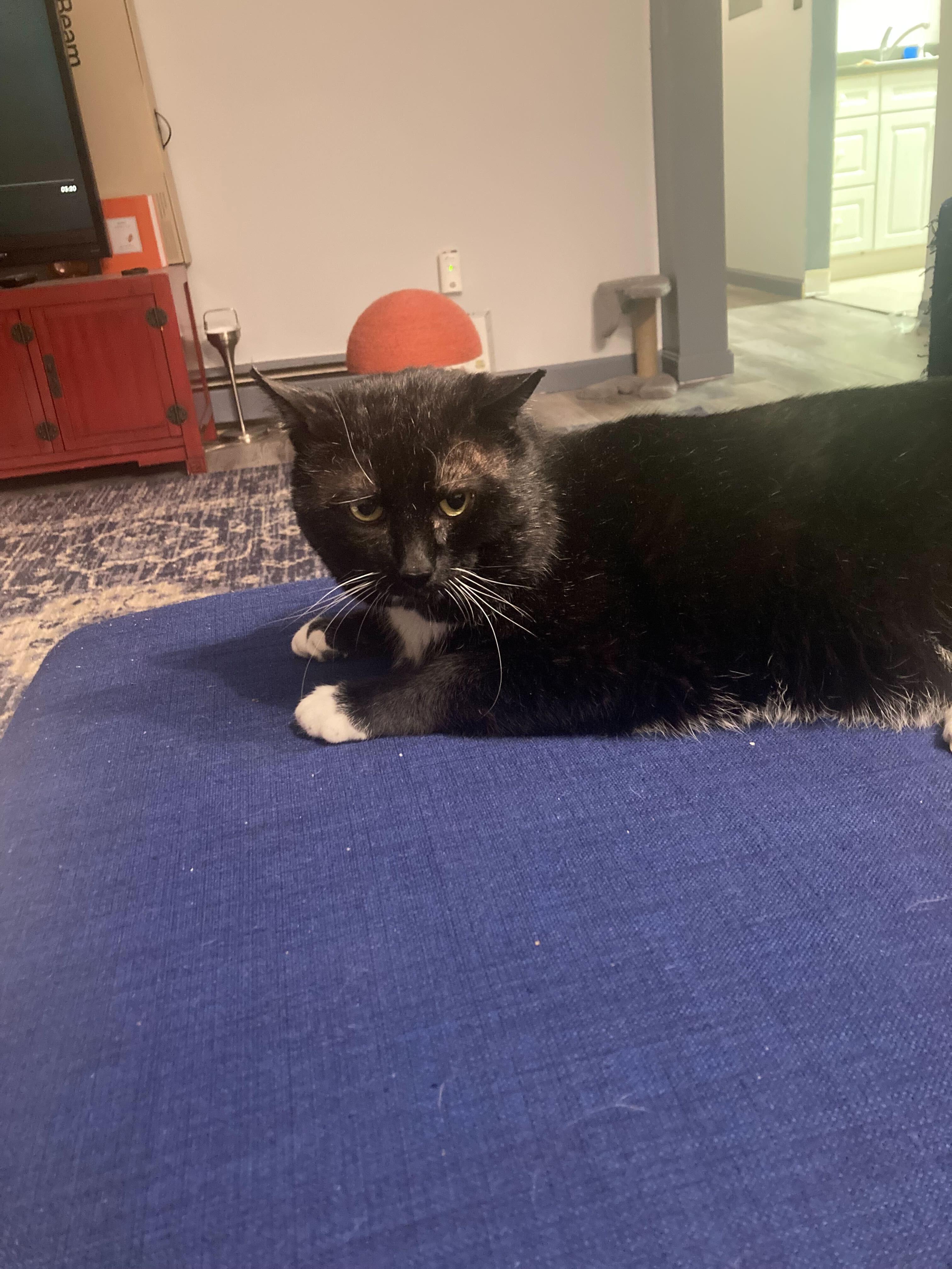 Enlarge Willem, a Adoptable Domestic Short Hair in Waltham, MA image 3/5