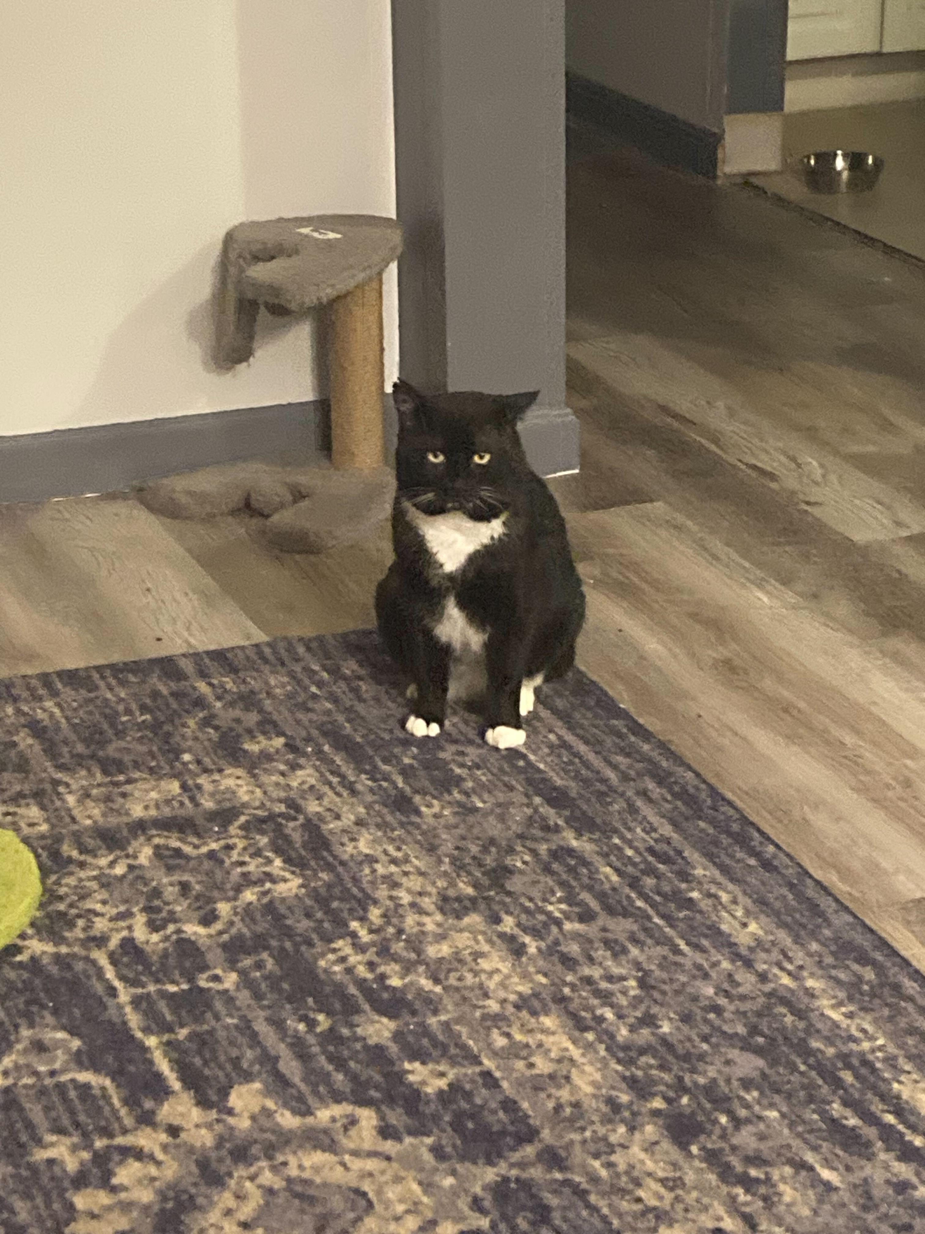 Enlarge Willem, a Adoptable Domestic Short Hair in Waltham, MA image 4/5