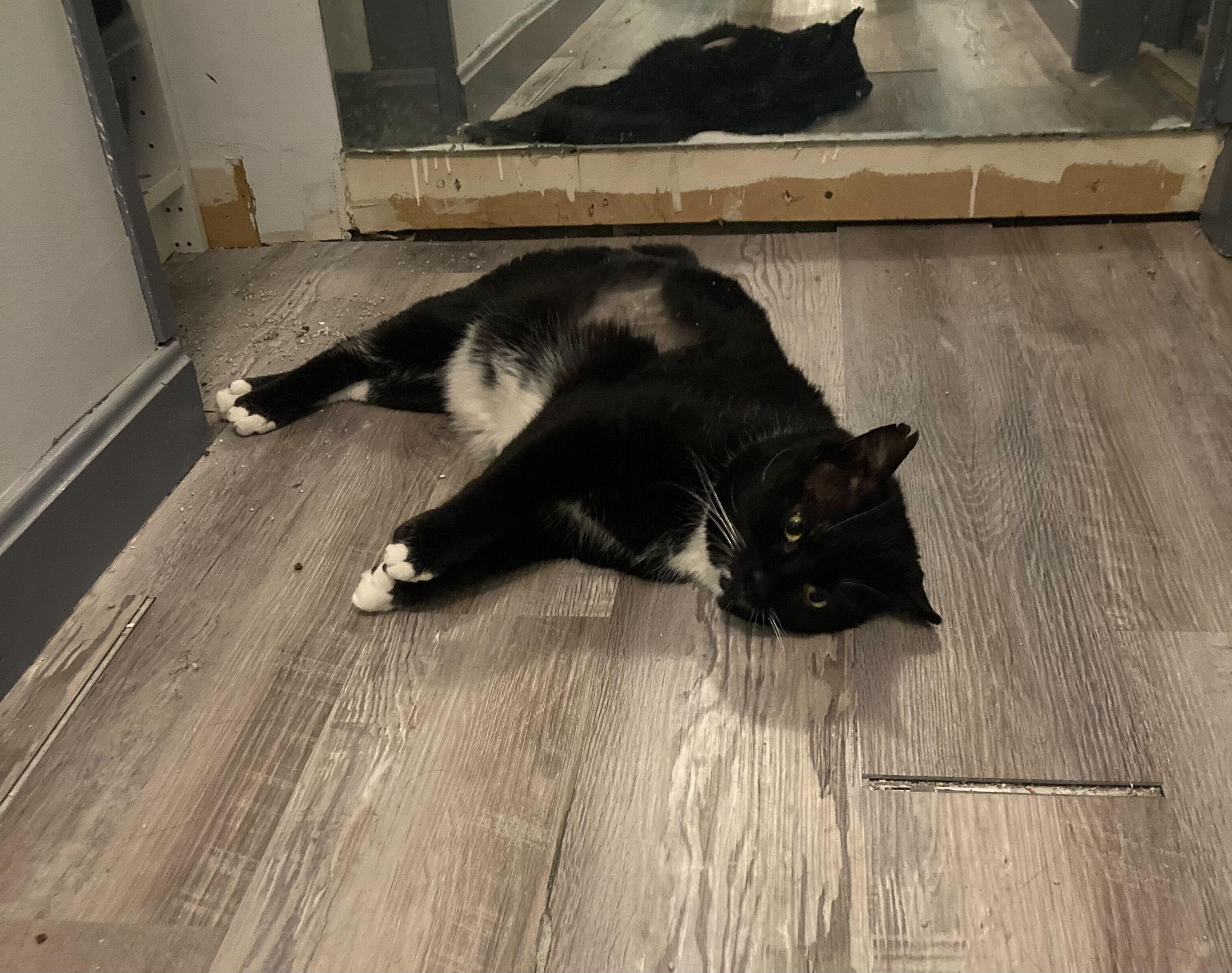 Enlarge Willem, a Adoptable Domestic Short Hair in Waltham, MA image 5/5