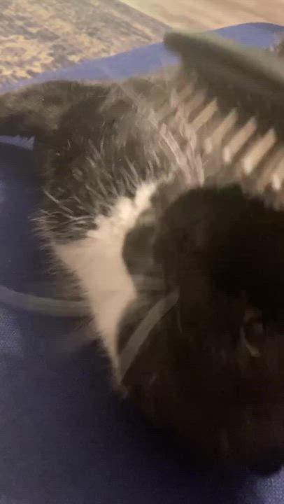 Enlarge Willem, a Adoptable Domestic Short Hair in Waltham, MA video 2/5