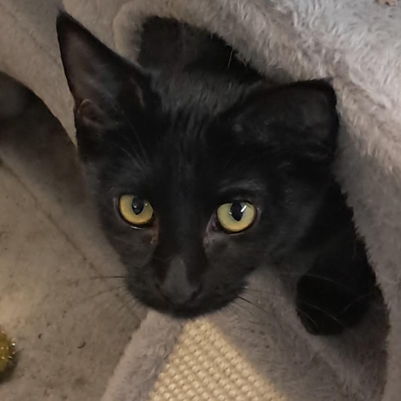 Jiffy, a Adoptable Domestic Short Hair in Albert Lea, MN image 1/3