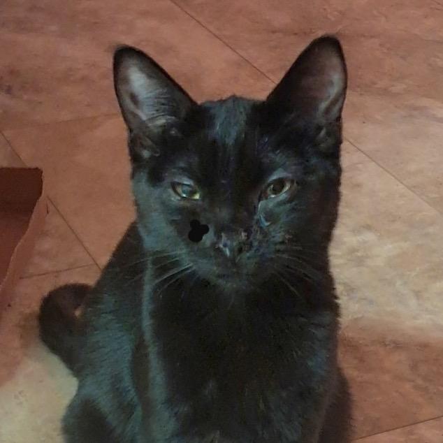 Jiffy, a Adoptable Domestic Short Hair in Albert Lea, MN image 2/3