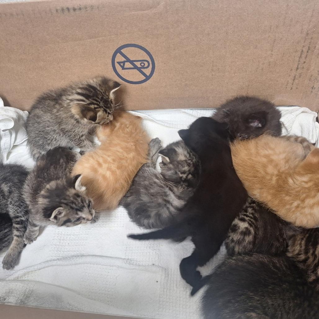 Jiffy, a Adoptable Domestic Short Hair in Albert Lea, MN image 3/3