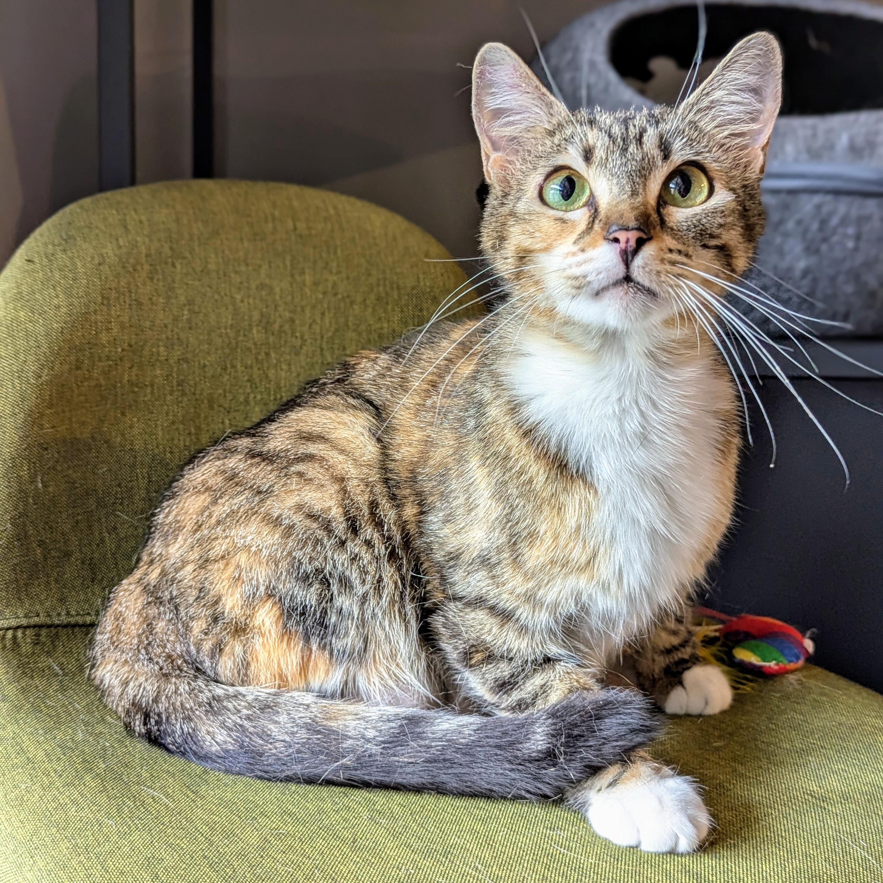 Enlarge Penny, an adopted mixed breed in Canton, GA image 1/6