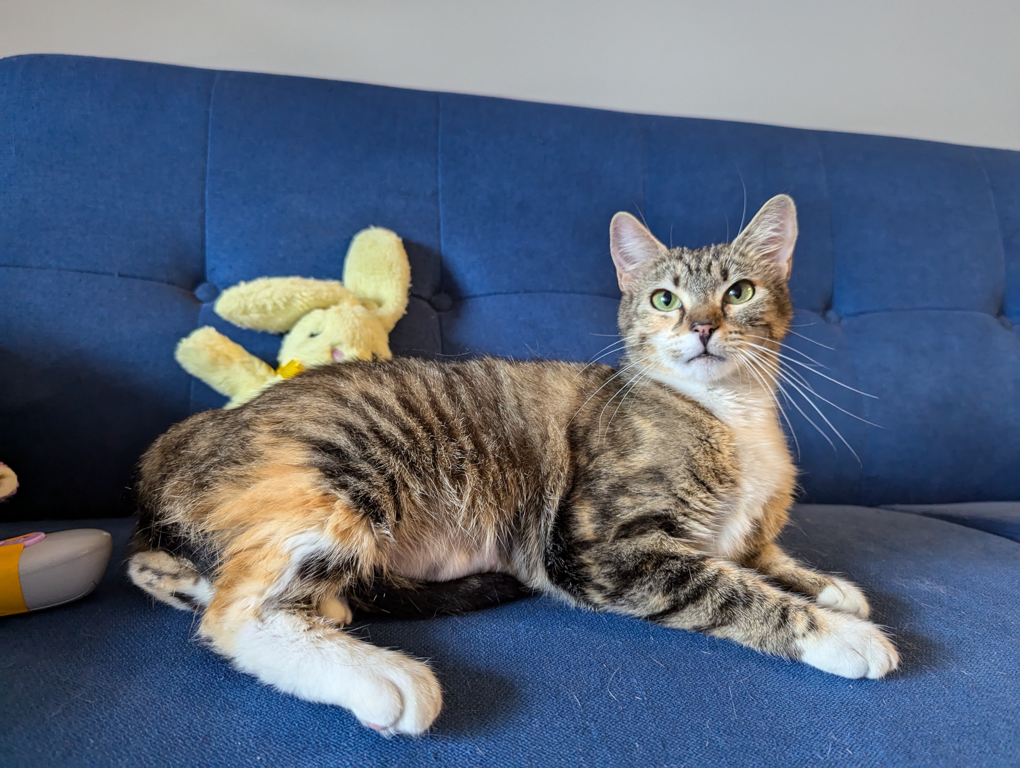 Enlarge Penny, an adopted mixed breed in Canton, GA image 4/6