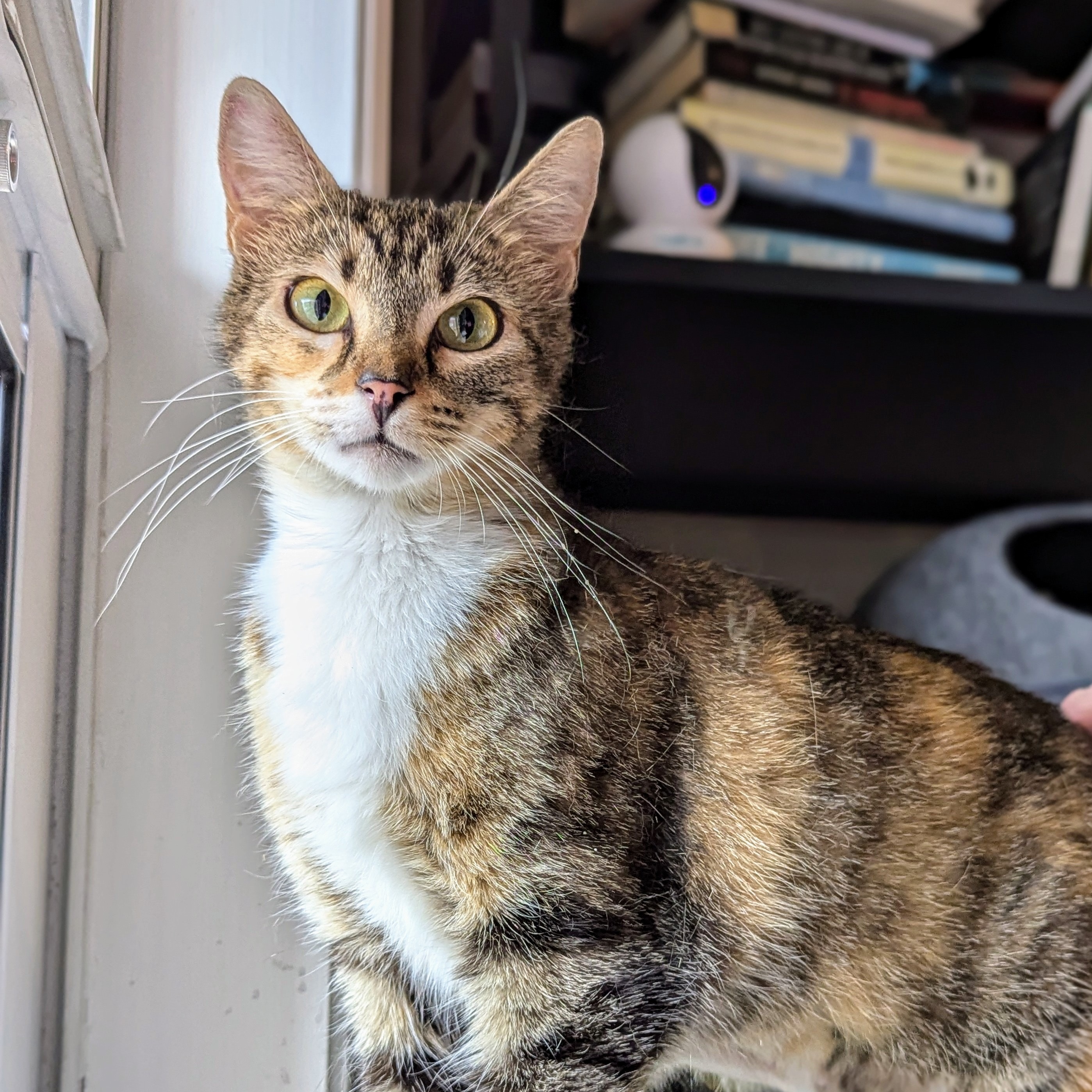 Enlarge Penny, an adopted mixed breed in Canton, GA image 3/6