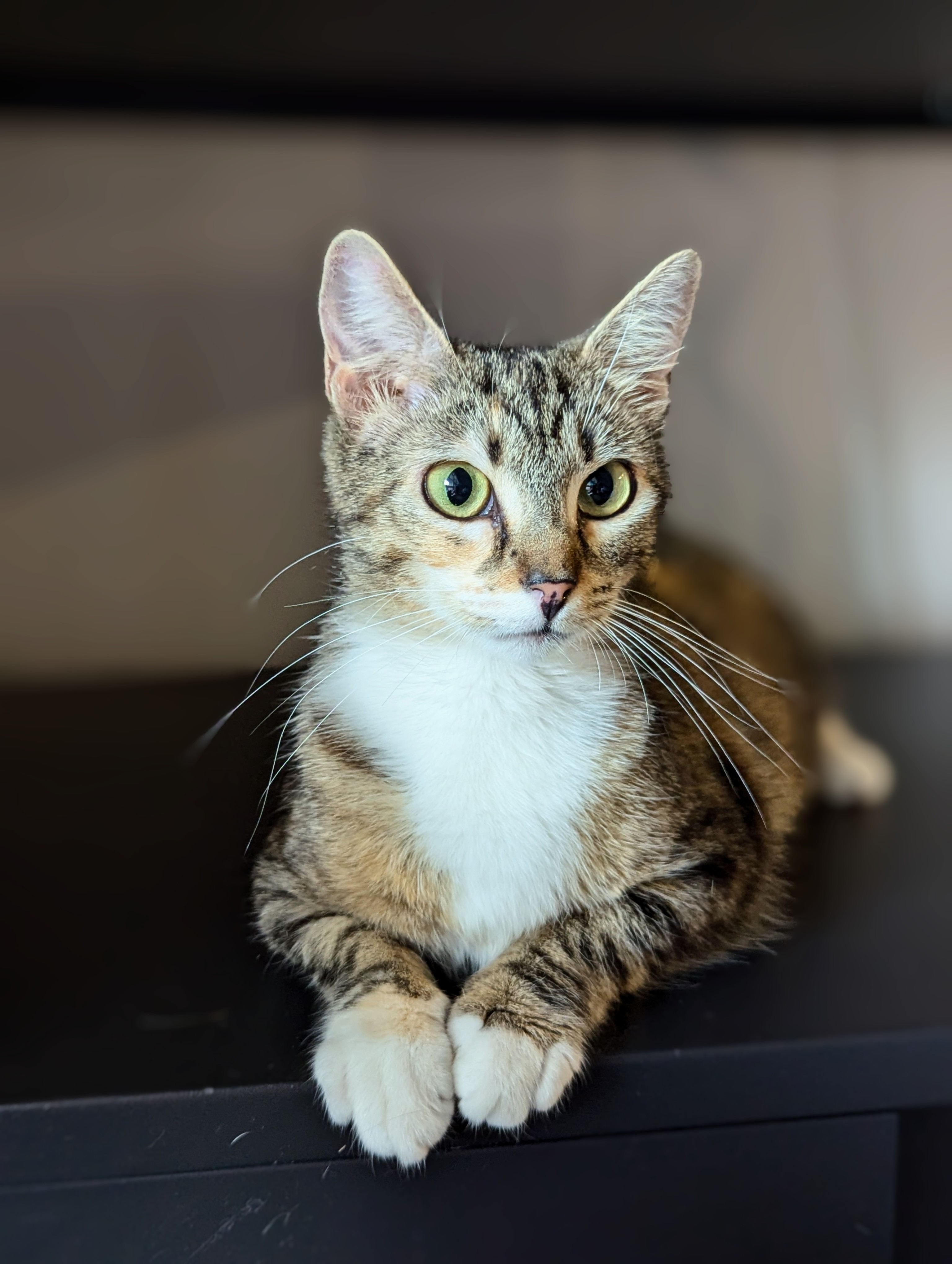 Enlarge Penny, an adopted mixed breed in Canton, GA image 6/6