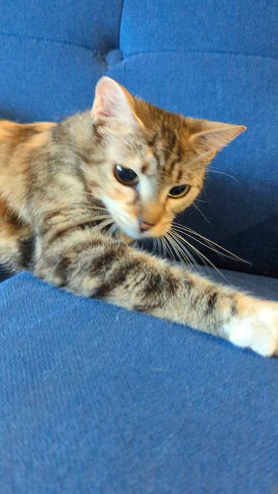 Enlarge Penny, an adopted mixed breed in Canton, GA video 5/6