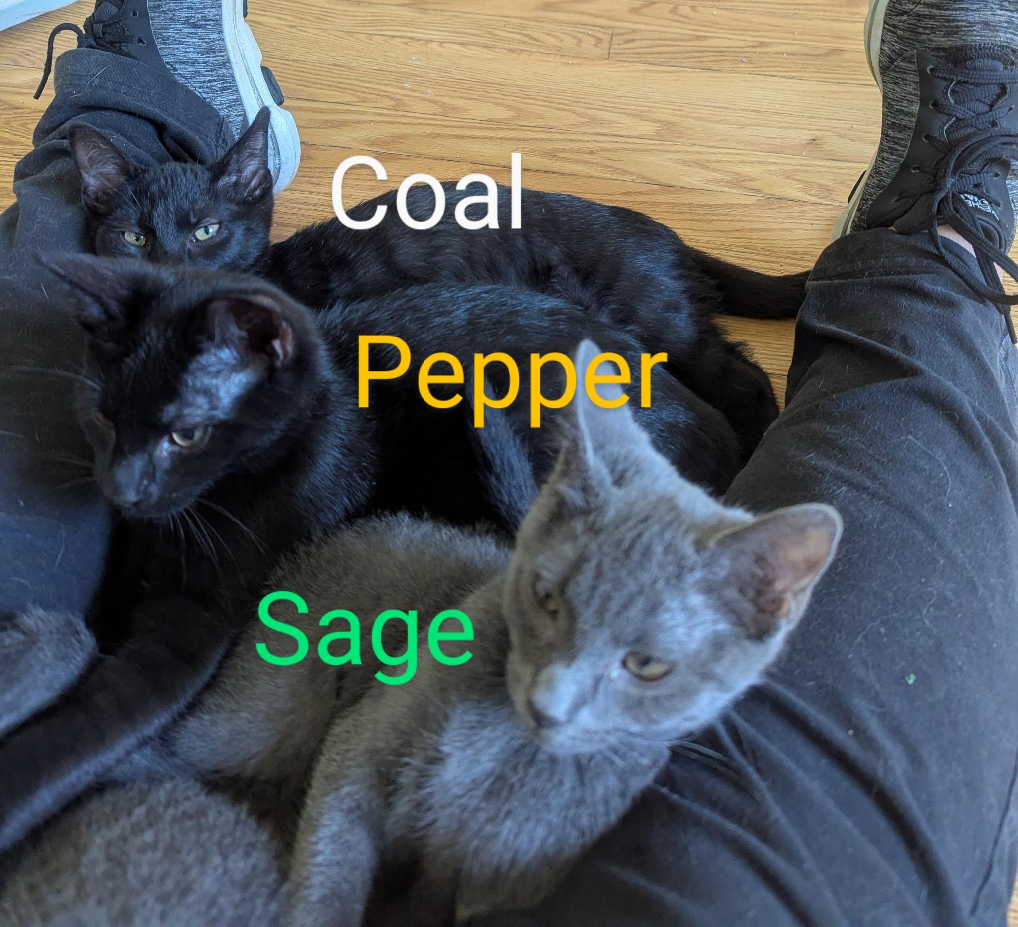 Pepper