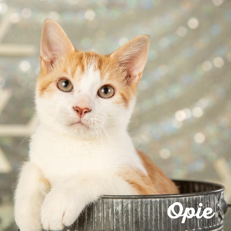 Enlarge Odin, a Adoptable Domestic Short Hair in Springfield, MO image 1/4