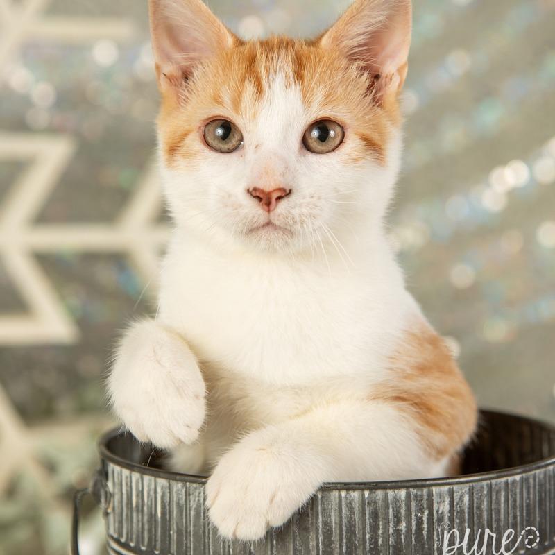Enlarge Odin, a Adoptable Domestic Short Hair in Springfield, MO image 2/4