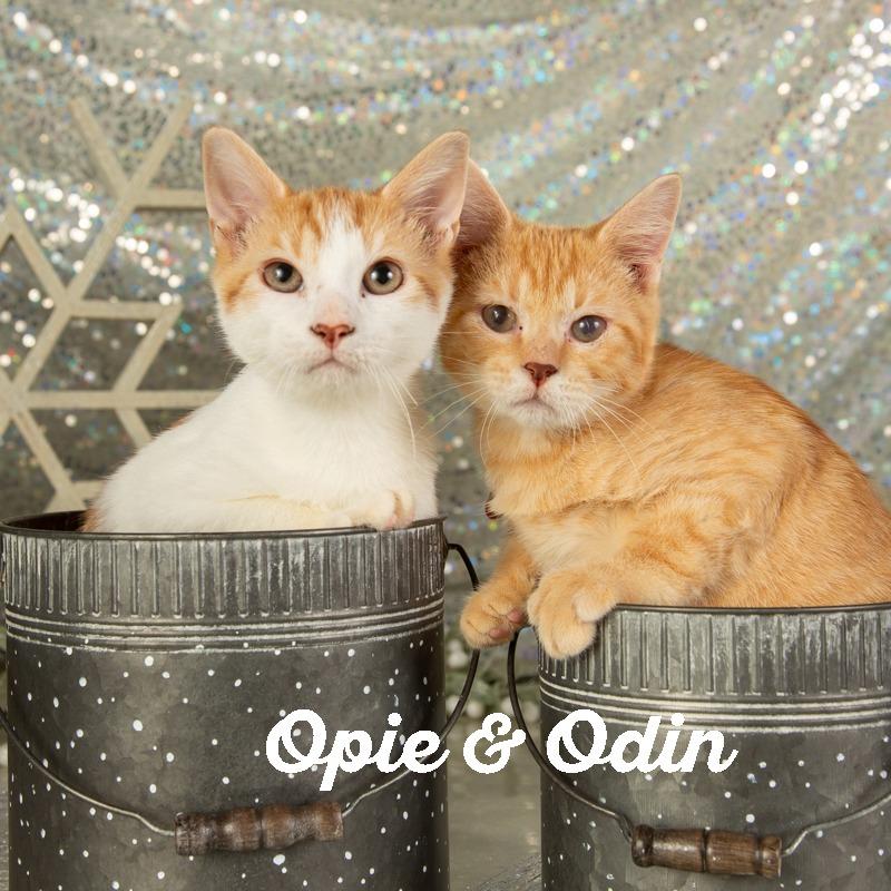 Enlarge Odin, a Adoptable Domestic Short Hair in Springfield, MO image 3/4