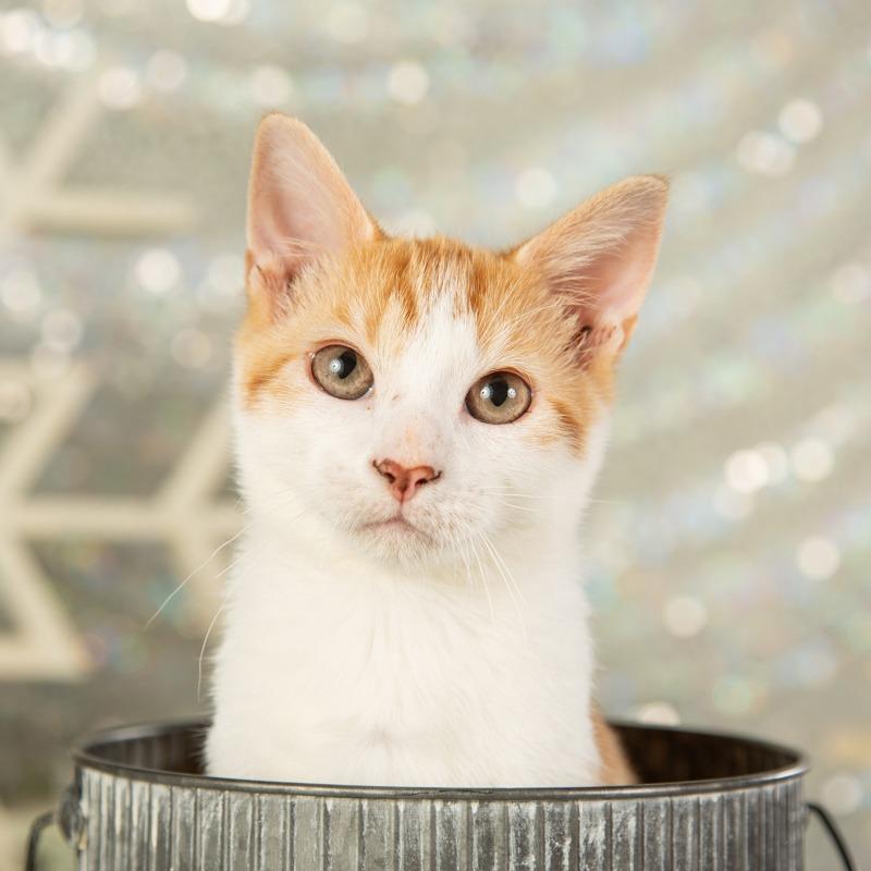 Enlarge Odin, a Adoptable Domestic Short Hair in Springfield, MO image 4/4