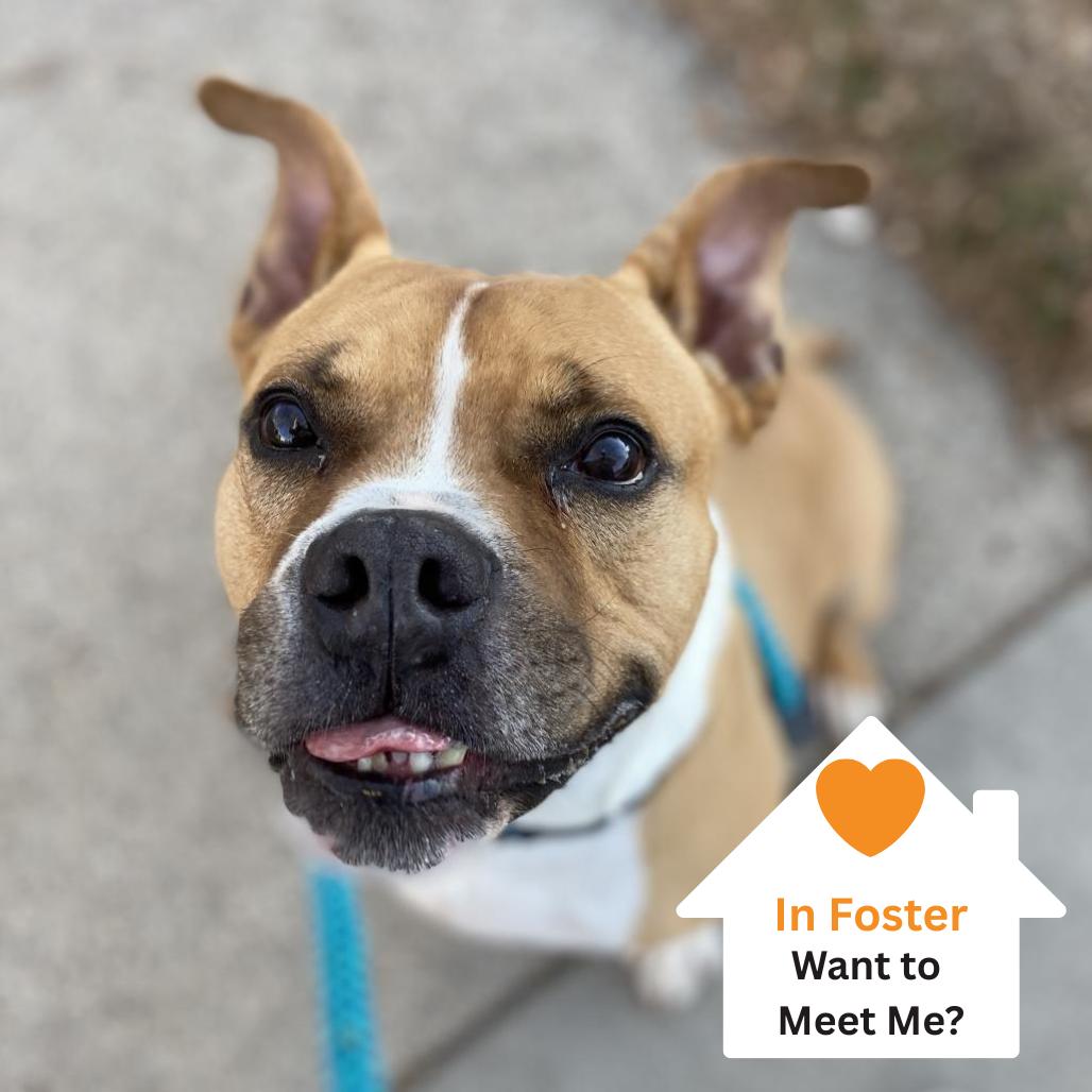 Zeus, a Adoptable mixed breed in Salt Lake City, UT image 1/6