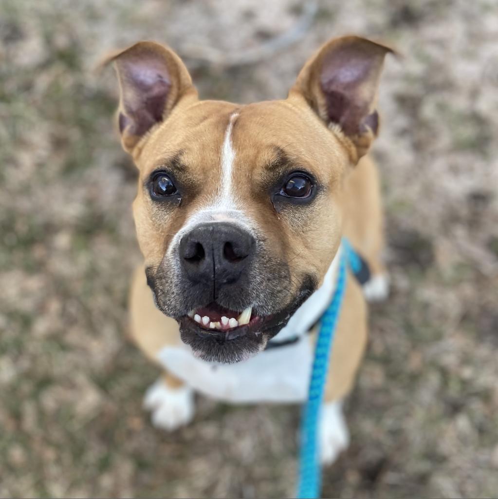 Zeus, Adoptable, Senior Male Mixed Breed & American Staffordshire Terrier.