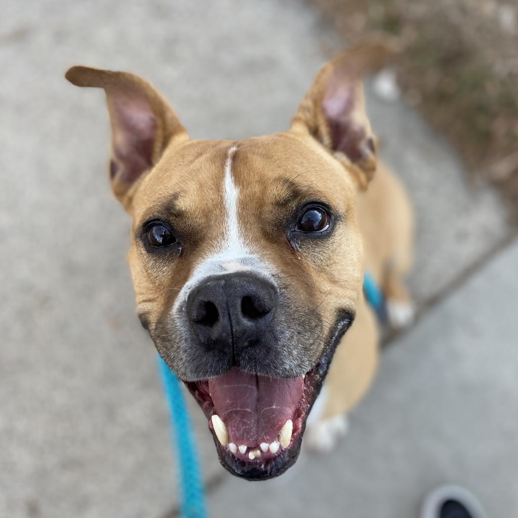 Zeus, a Adoptable mixed breed in Salt Lake City, UT image 2/6