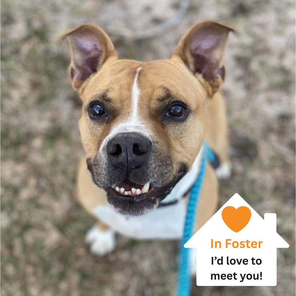 Enlarge Zeus, a Adoptable mixed breed in Salt Lake City, UT image 2/6