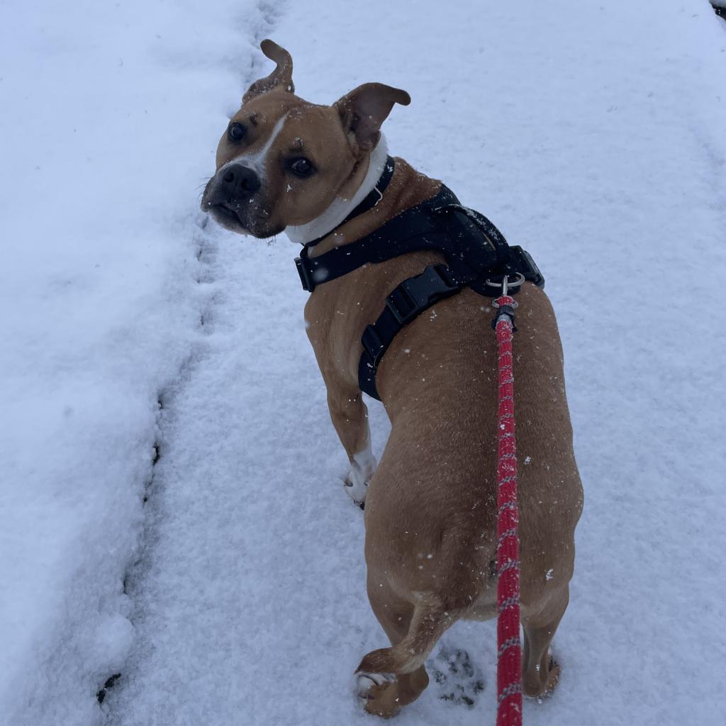 Zeus, a Adoptable mixed breed in Salt Lake City, UT image 3/6
