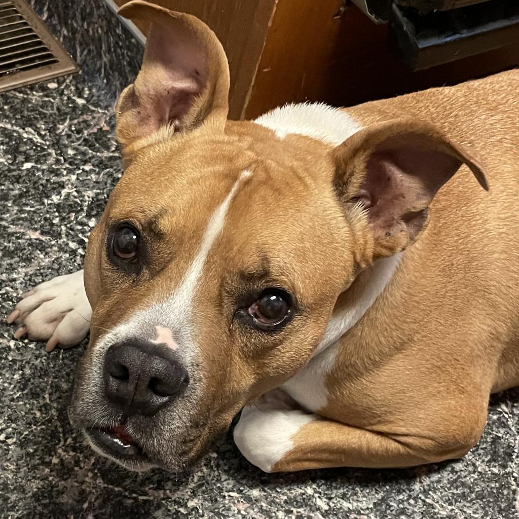 Zeus, a Adoptable mixed breed in Salt Lake City, UT image 4/6