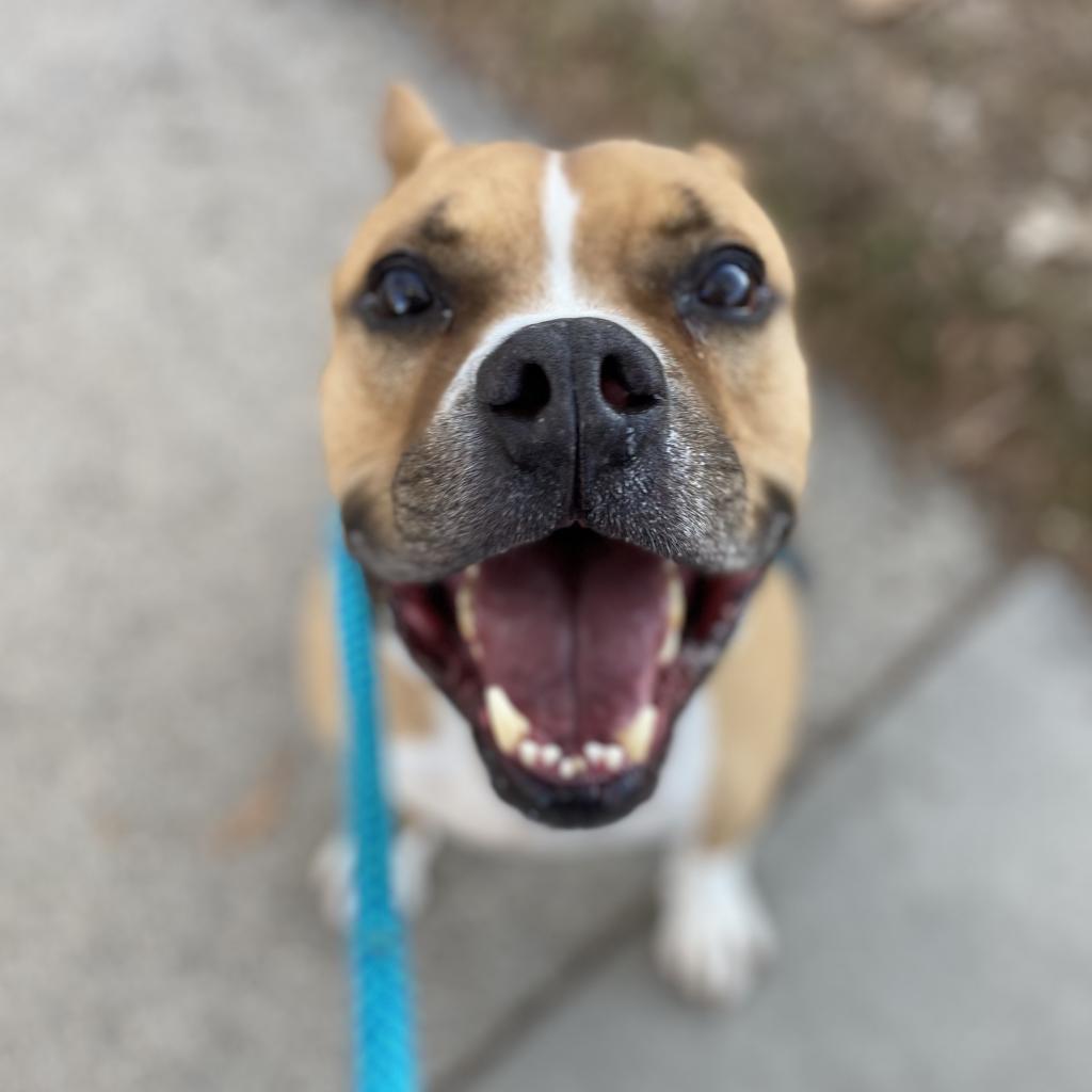 Zeus, a Adoptable mixed breed in Salt Lake City, UT image 5/6